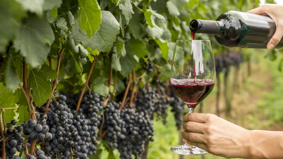 Espaços que remetem à produção, indústria, cave, mercado e enoturismo representarão a cadeia da uva e do vinho. Espaços que remetem à produção, indústria, cave, mercado e enoturismo representarão a cadeia da uva e do vinho.