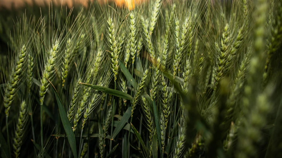 Foto de uma lavoura de trigo. Foto de uma lavoura de trigo.