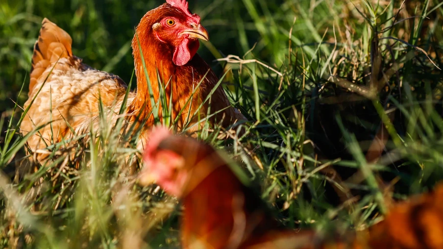 Foto de aves. Foto de aves.