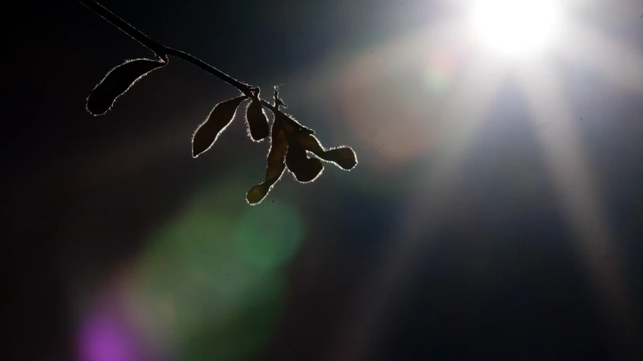 Foto de um galho de soja. Foto de um galho de soja.
