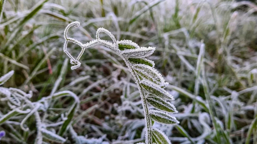 Foto de Geada. Foto de Geada.