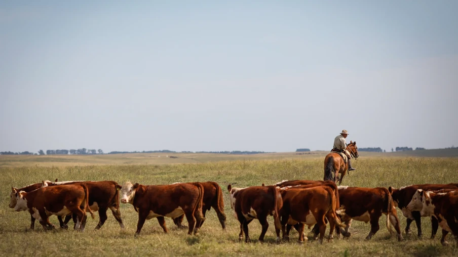 Foto de homem em cima de um cavalo, tocando o rebanho. Foto de homem em cima de um cavalo, tocando o rebanho.