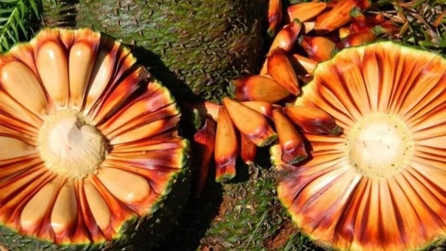 Foto de uma bocha de pinhão. Foto de uma bocha de pinhão.