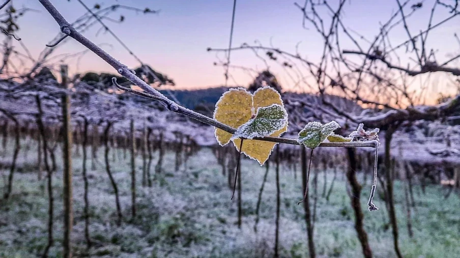 Foto de um galho coberto de geada. Foto de um galho coberto de geada.