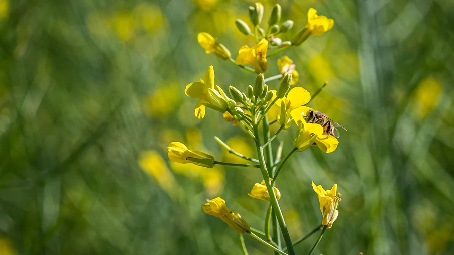 Foto de uma planta de canola. Foto de uma planta de canola.