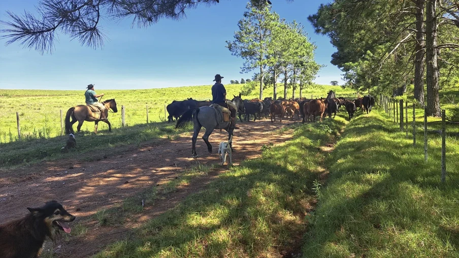 Imagens dos peões tocando o gado. Imagens dos peões tocando o gado.