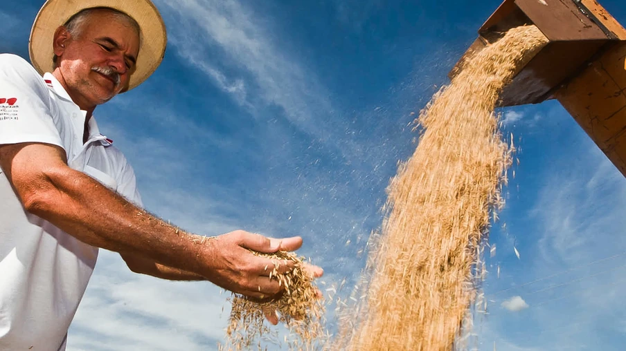 Foto de um produtor avaliando o seu milho produzido, sendo descarregado pela colheitadeira. Foto de um produtor avaliando o seu milho produzido, sendo descarregado pela colheitadeira.