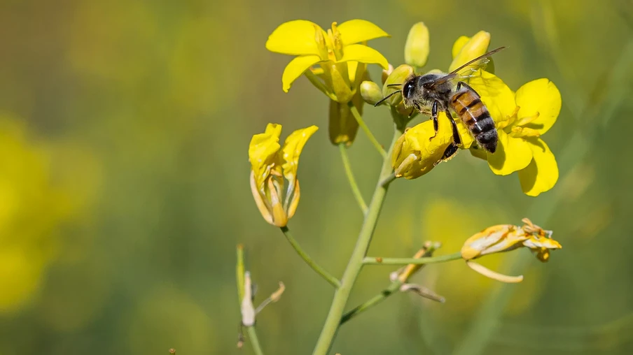 Foto de uma Abelha em cima de uma planta de canola. Foto de uma Abelha em cima de uma planta de canola.