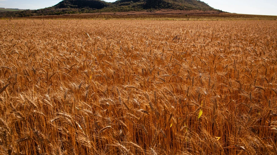 Foto de uma lavoura de trigo. Foto de uma lavoura de trigo.