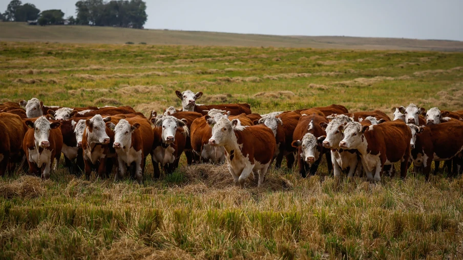 Rebanho de gado no pasto. Rebanho de gado no pasto.