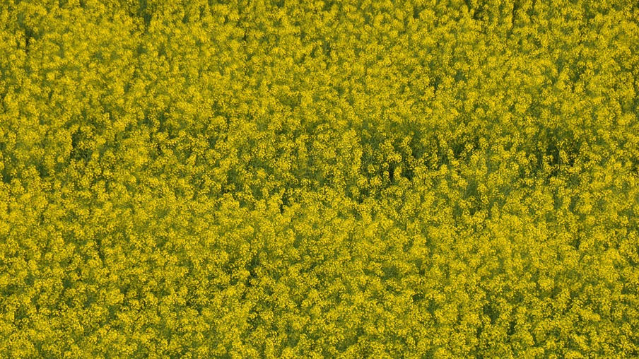 Foto de uma lavoura de canola. Foto de uma lavoura de canola.