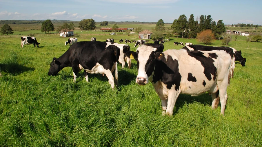 Foto do gado na lavoura. Foto do gado na lavoura.