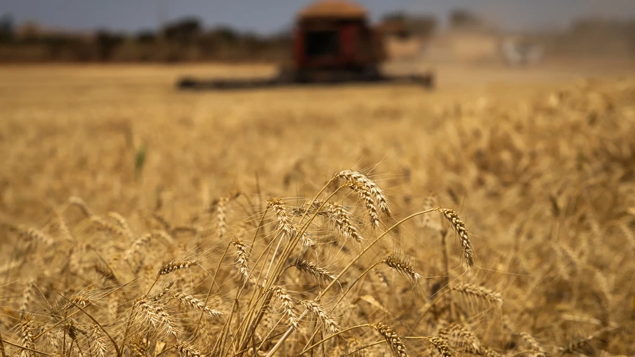 Foto de uma lavoura de trigo. Foto de uma lavoura de trigo.