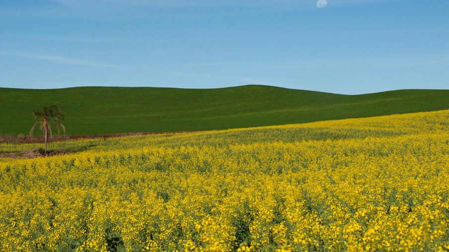 Foto de uma lavoura de canola. Foto de uma lavoura de canola.