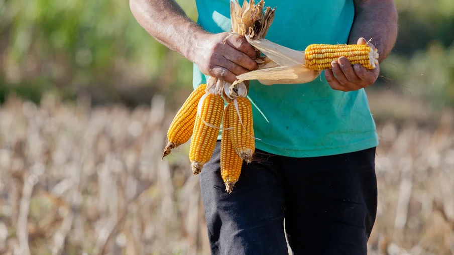 Foto de um agricultor segurando espigas de milho. Foto de um agricultor segurando espigas de milho.