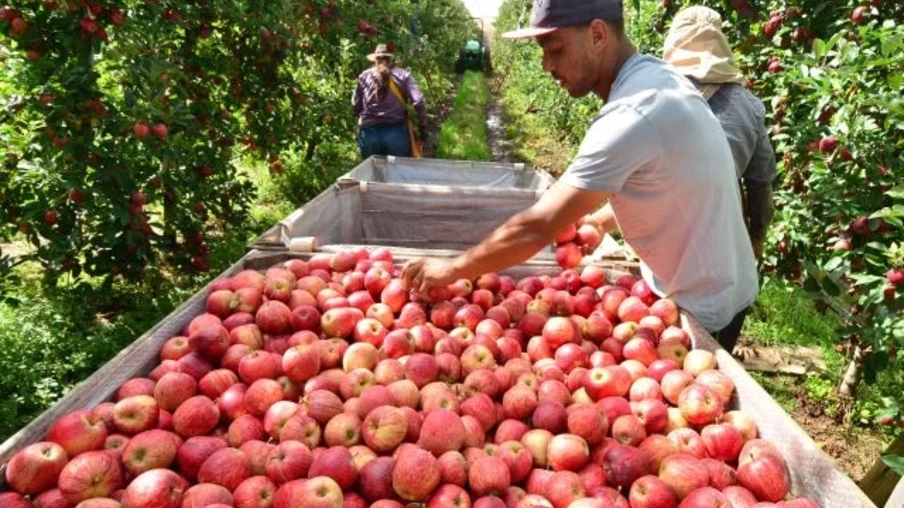 A produção de maçãs em SC para a safra 2025/26 deve alcançar 615 mil toneladas | Foto: Aires Mariga/Epagri A produção de maçãs em SC para a safra 2025/26 deve alcançar 615 mil toneladas | Foto: Aires Mariga/Epagri