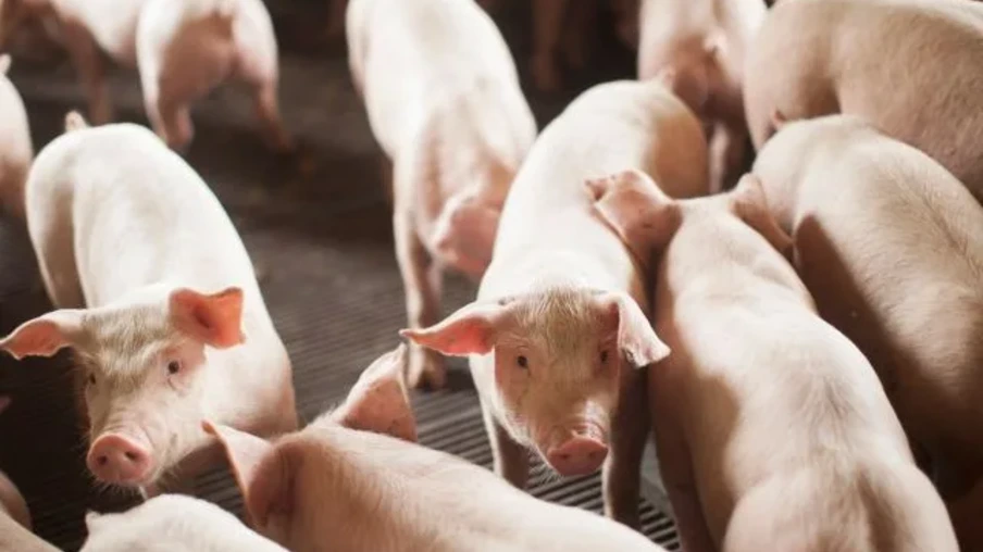 Foto de porquinhos no chiqueiro. Foto de porquinhos no chiqueiro.