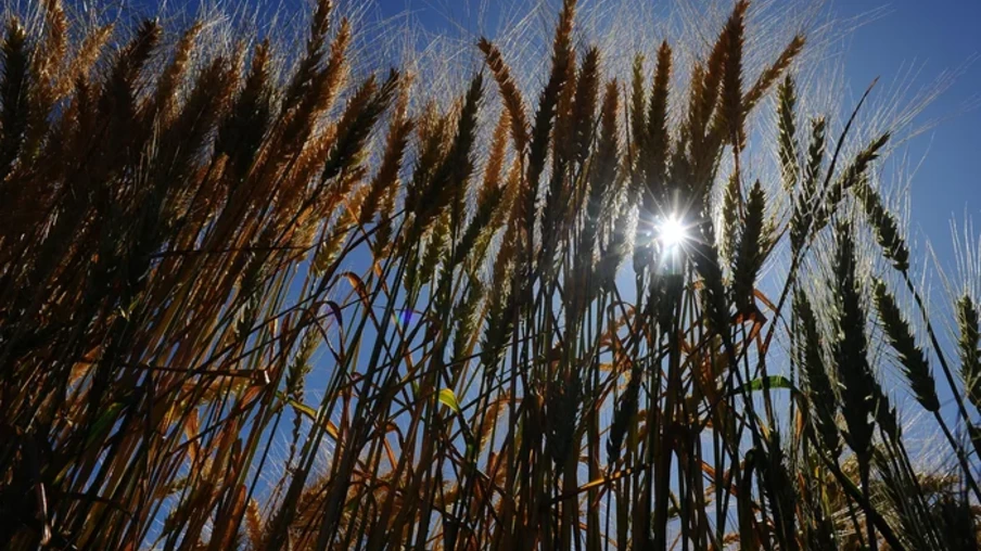 Plantação do trigo começa em maio e termina em julho. Já a colheita se inicia no fim de setembro e se estende até o início de novembro| Foto: Bruno Todeschini/ Agencia RBS Plantação do trigo começa em maio e termina em julho. Já a colheita se inicia no fim de setembro e se estende até o início de novembro| Foto: Bruno Todeschini/ Agencia RBS