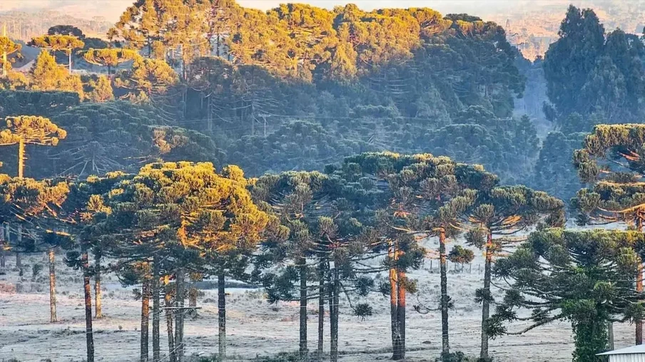 Foto de arvores cobertas de geada. Foto de arvores cobertas de geada.