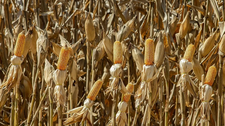 Foto de espigas de milho na lavoura. Foto de espigas de milho na lavoura.