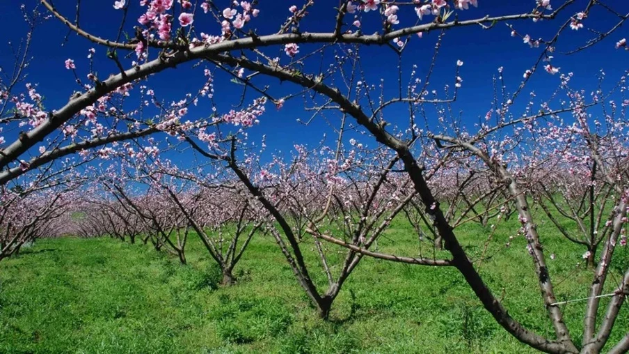 Condições climáticas do inverno favoreceram frutíferas de clima temperado. Condições climáticas do inverno favoreceram frutíferas de clima temperado.