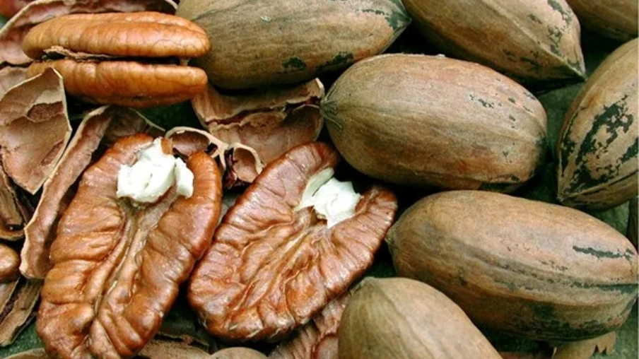 Foto de noz-pocã. Foto de noz-pocã.