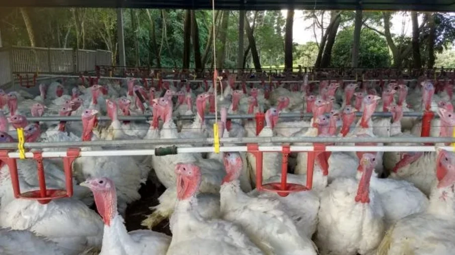 Foto de perus. Foto de perus.