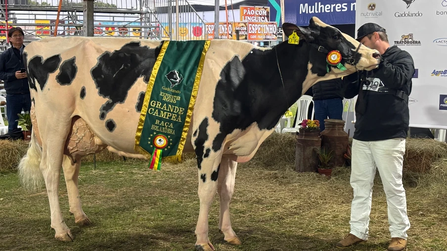 Foto da vaca holandesa vencedora da ExpoInter. Foto da vaca holandesa vencedora da ExpoInter.