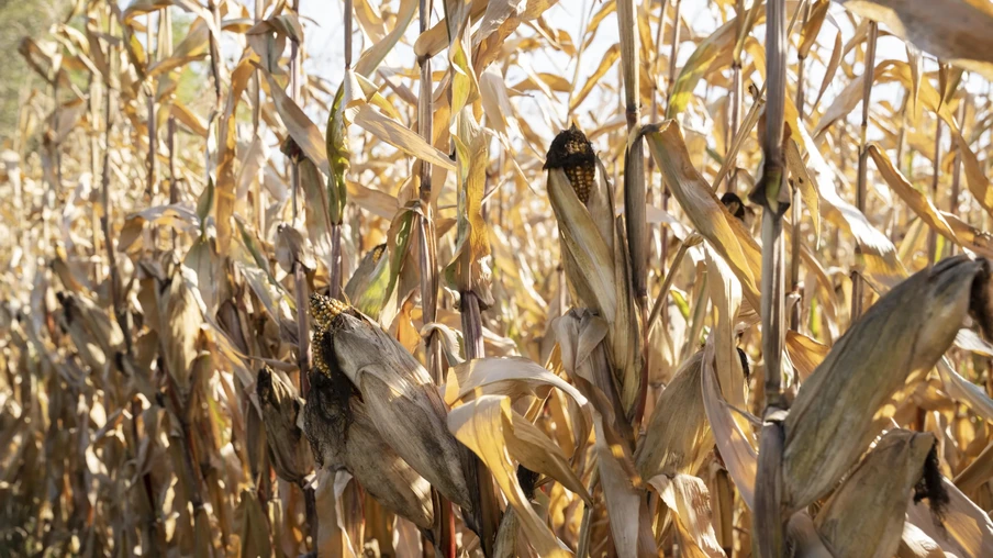 Foto de uma lavoura de milho. Foto de uma lavoura de milho.