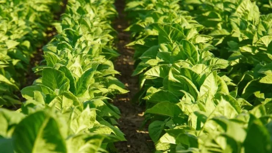 Foto de uma lavoura de tabaco. Foto de uma lavoura de tabaco.