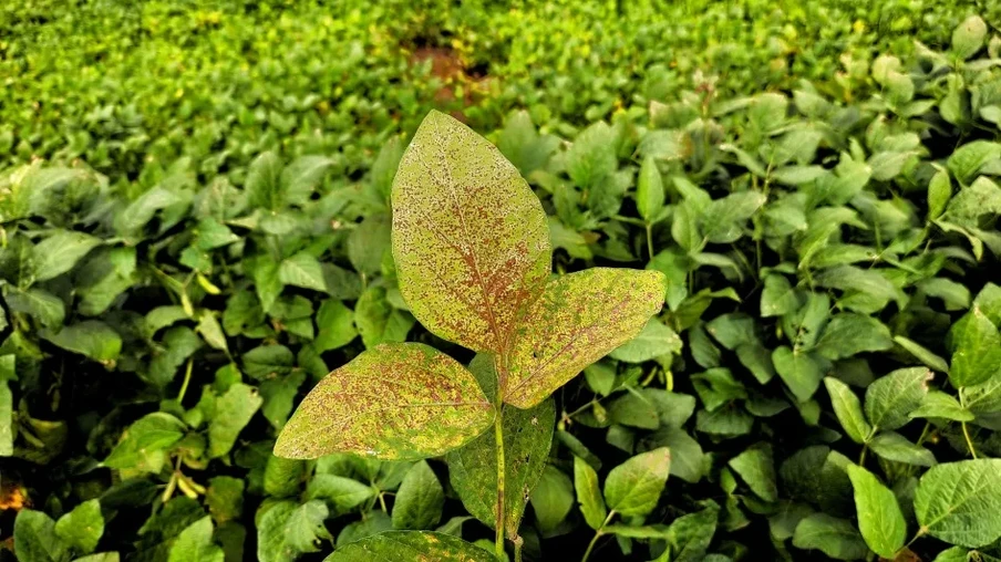 Sinais quando o fungo Phakopsora pachyrhizi ataca a planta. Sinais quando o fungo Phakopsora pachyrhizi ataca a planta.