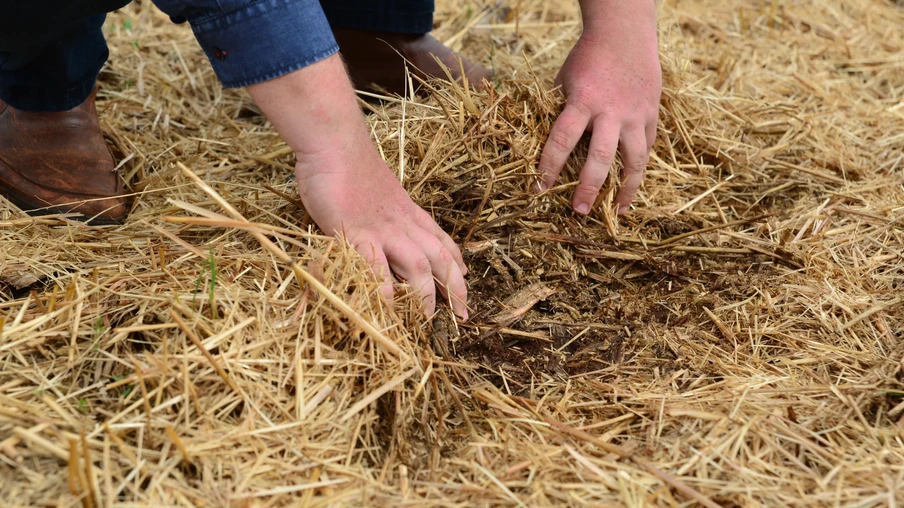 Foto de um homem olhando a palhada no solo. Foto de um homem olhando a palhada no solo.