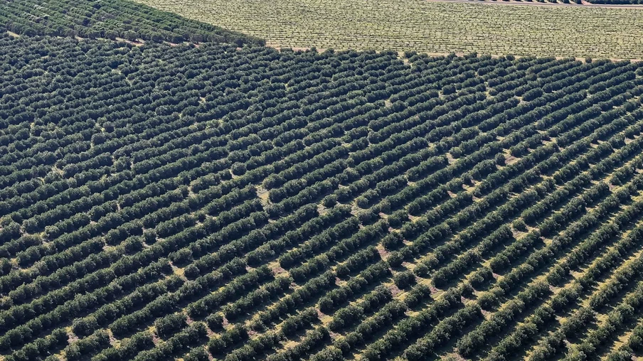 Alto Paraná, 27 de agosto de 2025 - Plantação de laranja. Alto Paraná, 27 de agosto de 2025 - Plantação de laranja.