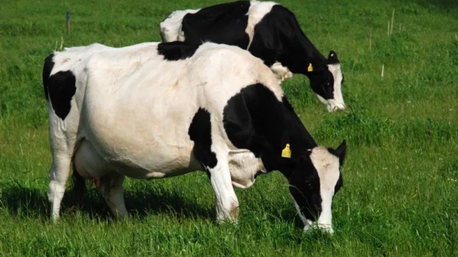 Gado leiteiro. Gado leiteiro.