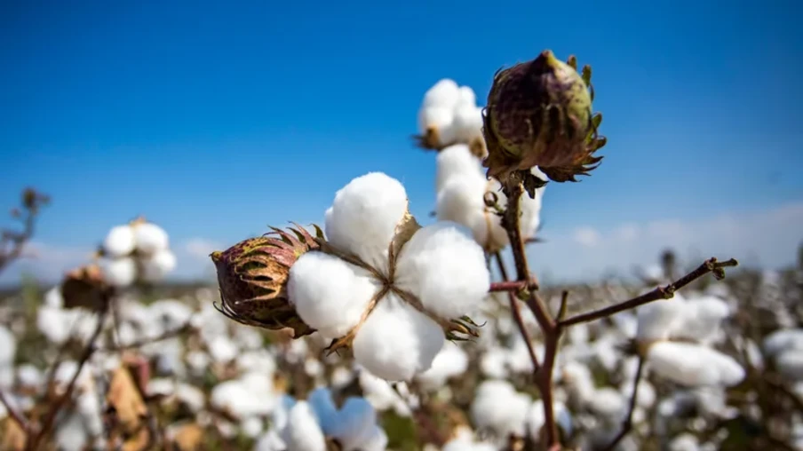 Cotonicultura está entre as cinco principais lavouras do Brasil | Foto: MAPA/Divulgação Cotonicultura está entre as cinco principais lavouras do Brasil | Foto: MAPA/Divulgação
