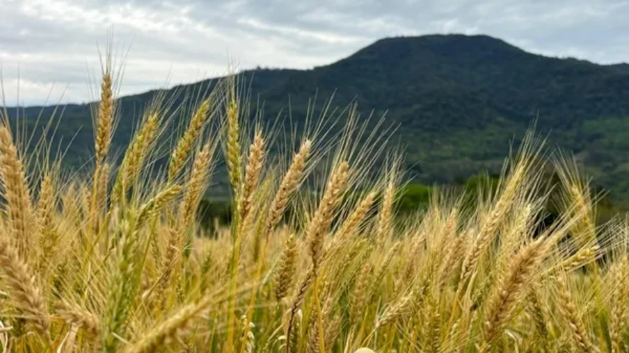 O tempo seco e a luminosidade proporcionaram ambiente favorável ao desenvolvimento das lavouras, que se encontram em fases reprodutivas críticas, como a floração e o enchimento de grãos | Foto: Ellen Bonow/Divulgação O tempo seco e a luminosidade proporcionaram ambiente favorável ao desenvolvimento das lavouras, que se encontram em fases reprodutivas críticas, como a floração e o enchimento de grãos | Foto: Ellen Bonow/Divulgação