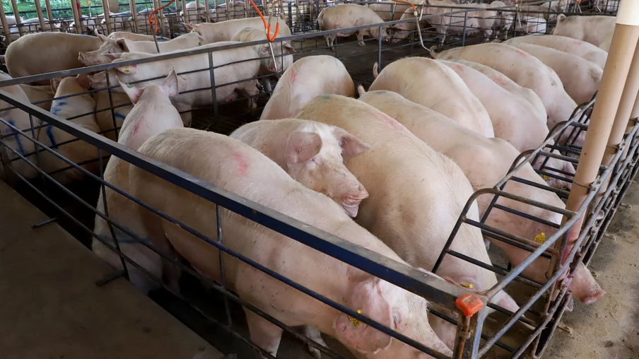 Granja de suínos Dinei Stuani. Toledo 06-2021 Granja de suínos Dinei Stuani. Toledo 06-2021