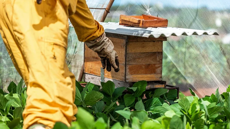 Apiários foram posicionados no meio ou no entorno de plantações de soja para comprovar a viabilidade da convivência harmoniosa entre sojicultura e apicultura e o impacto positivo em produtividade | Foto: Embrapa/Divulgação Apiários foram posicionados no meio ou no entorno de plantações de soja para comprovar a viabilidade da convivência harmoniosa entre sojicultura e apicultura e o impacto positivo em produtividade | Foto: Embrapa/Divulgação