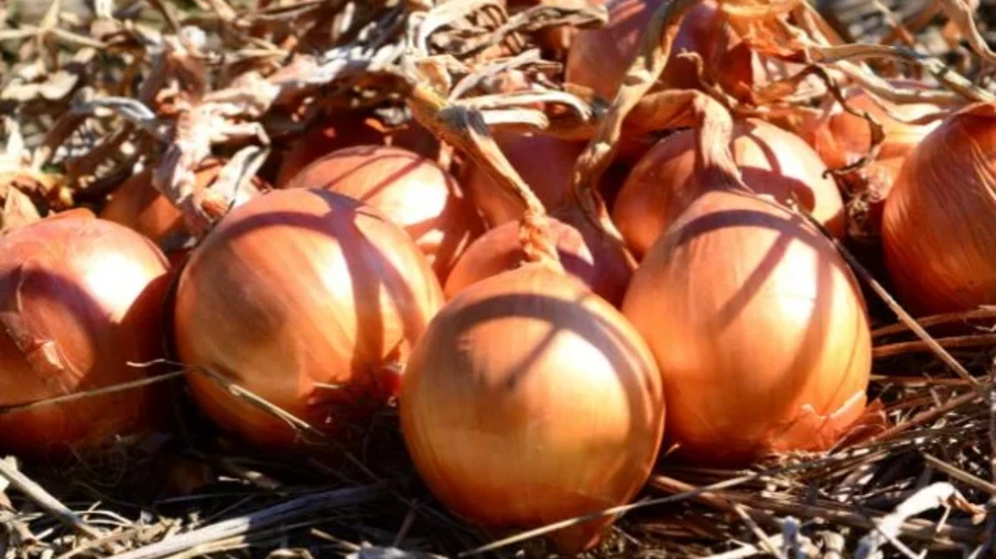 Produção em Santa Catarina está estimada em 594 mil toneladas | Foto: Epagri/Divulgação Produção em Santa Catarina está estimada em 594 mil toneladas | Foto: Epagri/Divulgação