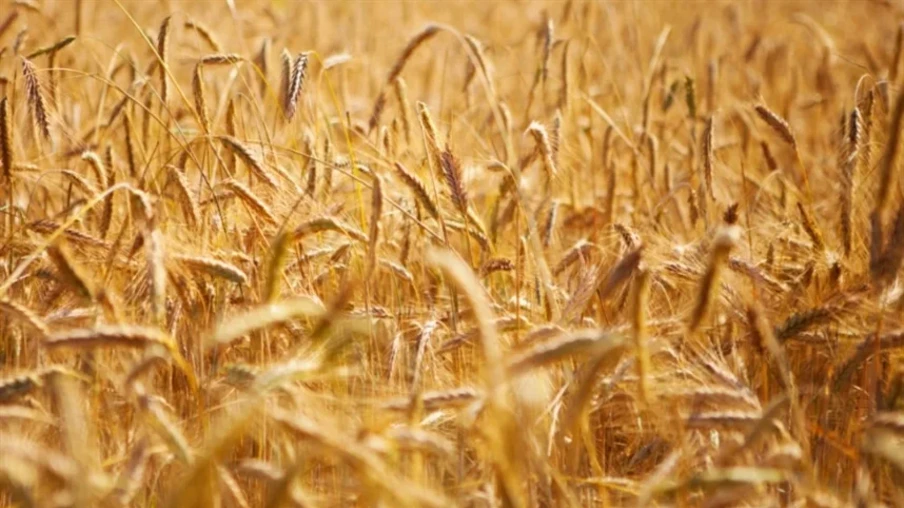 Apesar da produtividade razoável, as condições climáticas adversas geram preocupações quanto ao resultado final da safra | Foto: Divulgação Apesar da produtividade razoável, as condições climáticas adversas geram preocupações quanto ao resultado final da safra | Foto: Divulgação