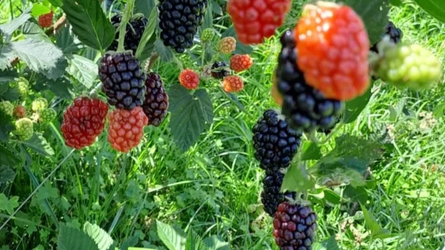 Rio Grande do Sul, Minas Gerais e Paraná lideram a produção | Foto: Estado do Paraná/Divulgação Rio Grande do Sul, Minas Gerais e Paraná lideram a produção | Foto: Estado do Paraná/Divulgação