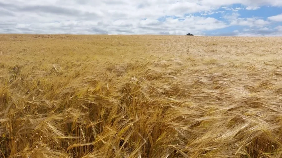 As condições climáticas dos últimos períodos e o bom estado fitossanitário indicam perspectiva de safra satisfatória tanto em produtividade quanto em qualidade para malte | Foto: Emater-RS/Ascar/Divulgação As condições climáticas dos últimos períodos e o bom estado fitossanitário indicam perspectiva de safra satisfatória tanto em produtividade quanto em qualidade para malte | Foto: Emater-RS/Ascar/Divulgação