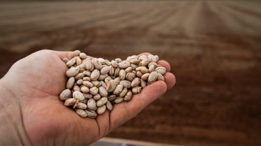 Foto de uma mão segurando um punhado de feijão. Foto de uma mão segurando um punhado de feijão.