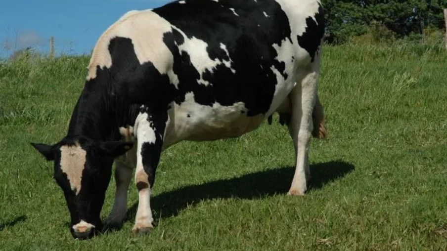 Criação de bovinos à base de pasto garante alimento de qualidade aos animais e mais autonomia para os produtores | Foto: Aires Mariga / Epagri Criação de bovinos à base de pasto garante alimento de qualidade aos animais e mais autonomia para os produtores | Foto: Aires Mariga / Epagri