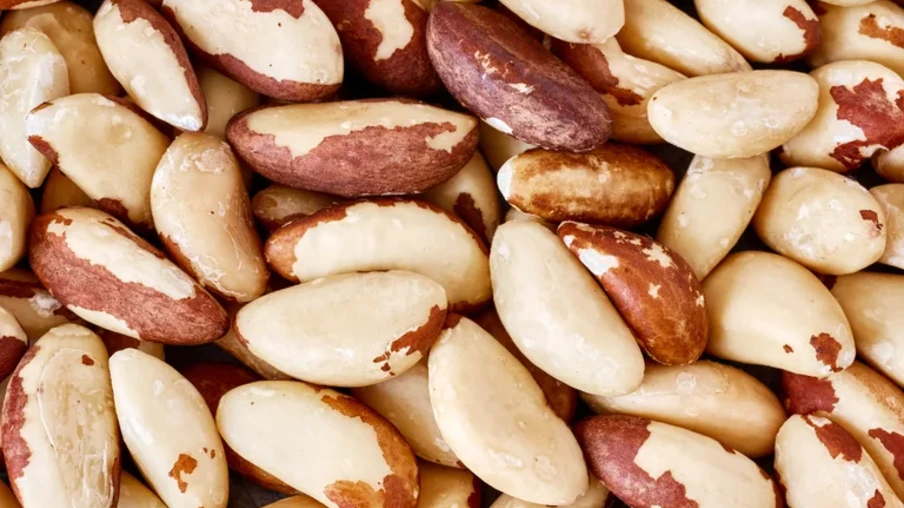 A castanha-do-Brasil, um dos principais produtos da sociobiodiversidade amazônica, é extraída de forma sustentável por comunidades tradicionais | Foto: MAPA/Divulgação A castanha-do-Brasil, um dos principais produtos da sociobiodiversidade amazônica, é extraída de forma sustentável por comunidades tradicionais | Foto: MAPA/Divulgação