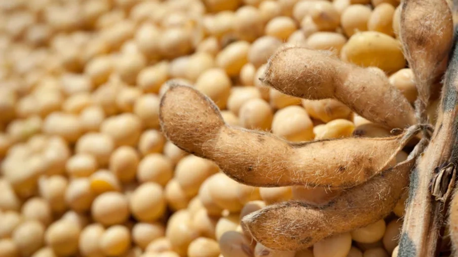 Entre os destaques, soja em grãos, carne bovina, café, açúcar, milho, celulose, carne de frango e carne suína registraram recordes de valor e/ou volume para meses de outubro | Foto: MAPA/Divulgação Entre os destaques, soja em grãos, carne bovina, café, açúcar, milho, celulose, carne de frango e carne suína registraram recordes de valor e/ou volume para meses de outubro | Foto: MAPA/Divulgação