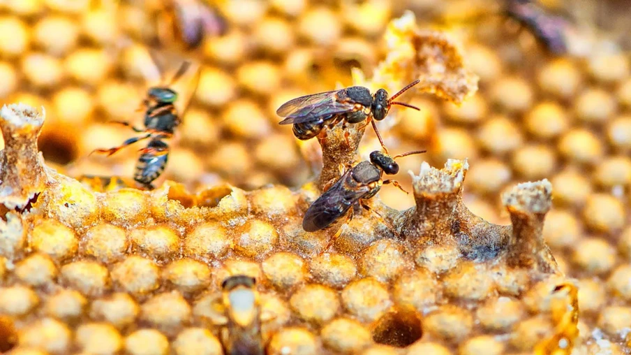 Em 2024 o Paraná assumiu a liderança na produção de mel com 9,82 mil toneladas, correspondente a 14,6% da produção brasileira, que foi de 67,31 mil toneladas | Foto: Dennis Ferreira Neto/Divulgação Em 2024 o Paraná assumiu a liderança na produção de mel com 9,82 mil toneladas, correspondente a 14,6% da produção brasileira, que foi de 67,31 mil toneladas | Foto: Dennis Ferreira Neto/Divulgação