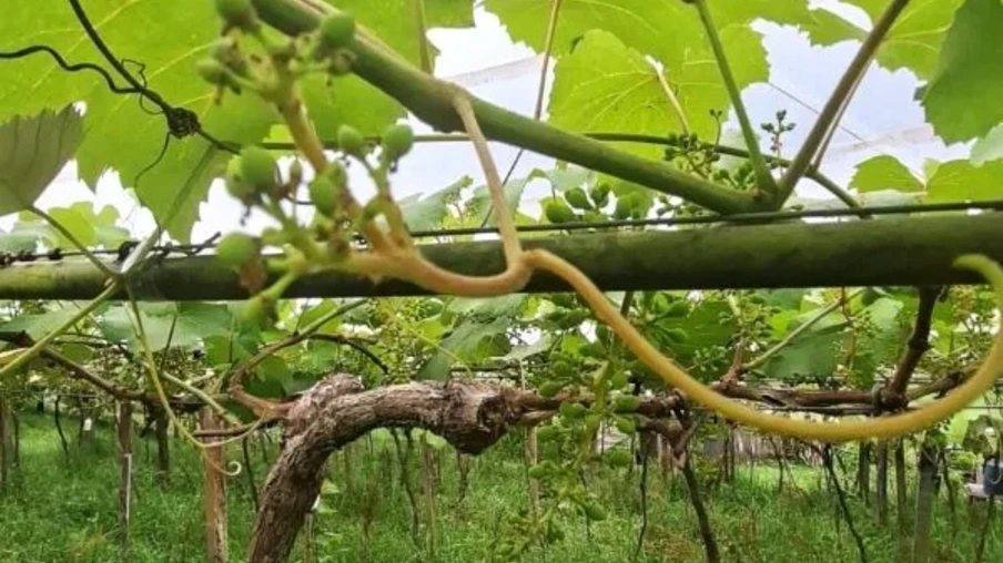 No entanto, o inverno desse ano trouxe fortes características favoráveis para uma promissora safra, especialmente o número de horas de frio abaixo de 7,2 oC | Foto: Emater/RS Ascar/Divulgação No entanto, o inverno desse ano trouxe fortes características favoráveis para uma promissora safra, especialmente o número de horas de frio abaixo de 7,2 oC | Foto: Emater/RS Ascar/Divulgação