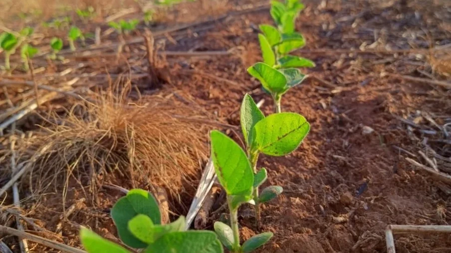 A umidade excessiva, em alguns momentos, tem exigido atenção quanto à compactação e à crosta superficial do solo, sobretudo em áreas de textura mais argilosa. Porém, não há impactos relevantes até o momento | Foto: Seapi/Divulgação A umidade excessiva, em alguns momentos, tem exigido atenção quanto à compactação e à crosta superficial do solo, sobretudo em áreas de textura mais argilosa. Porém, não há impactos relevantes até o momento | Foto: Seapi/Divulgação