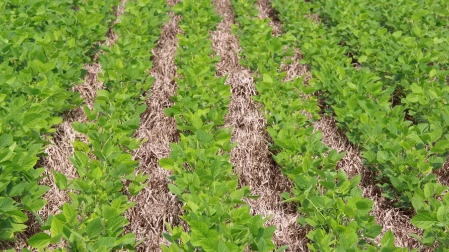Manejo sustentável impulsiona subvenção do seguro rural para até 35% na soja | Foto: MAPA/Divulgação Manejo sustentável impulsiona subvenção do seguro rural para até 35% na soja | Foto: MAPA/Divulgação